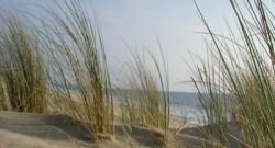Beach - Grain de Sable